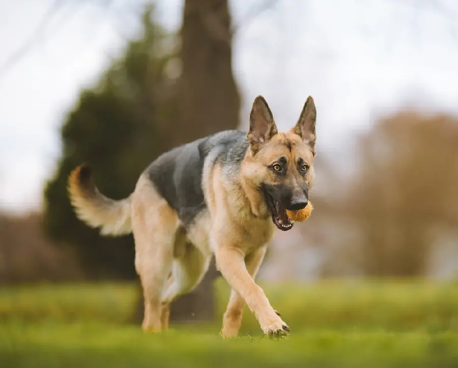 German Shepherd Dog Photos HD