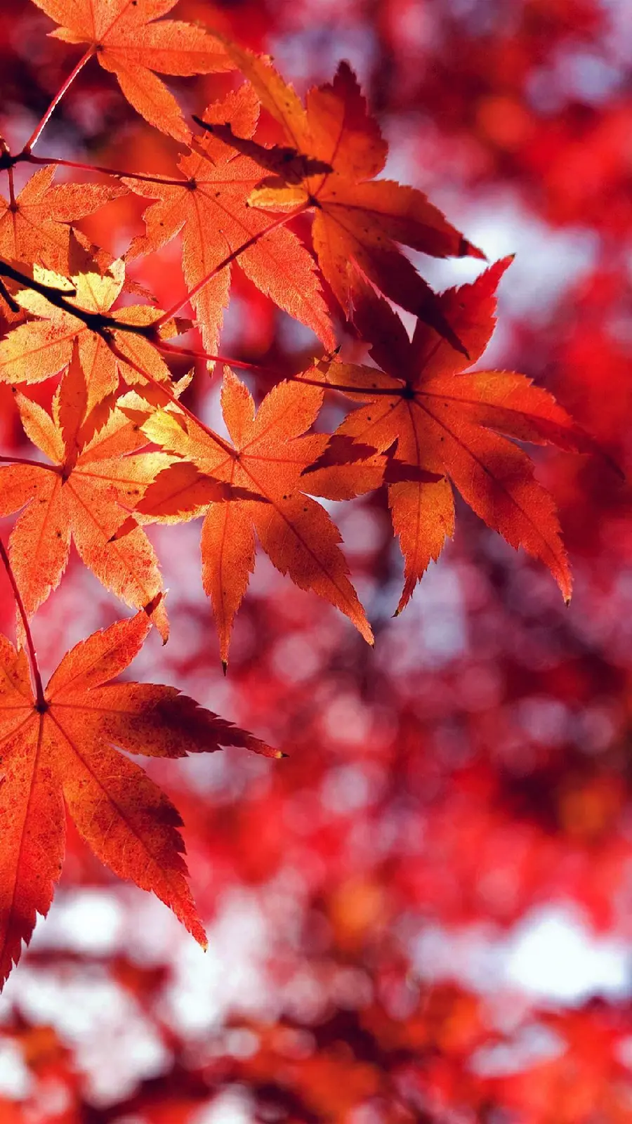 Autumn Wallpaper for Girls