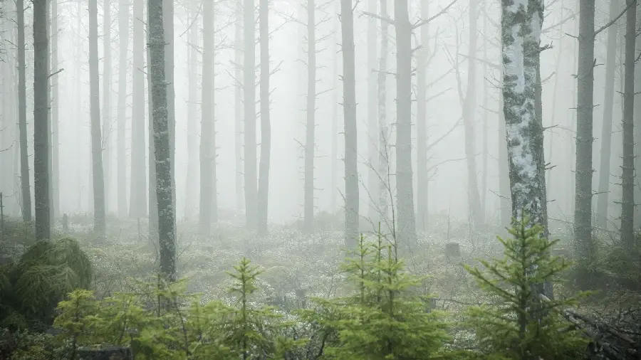 Dreamy Scandinavian Forest Wallpaper for Free 1402
