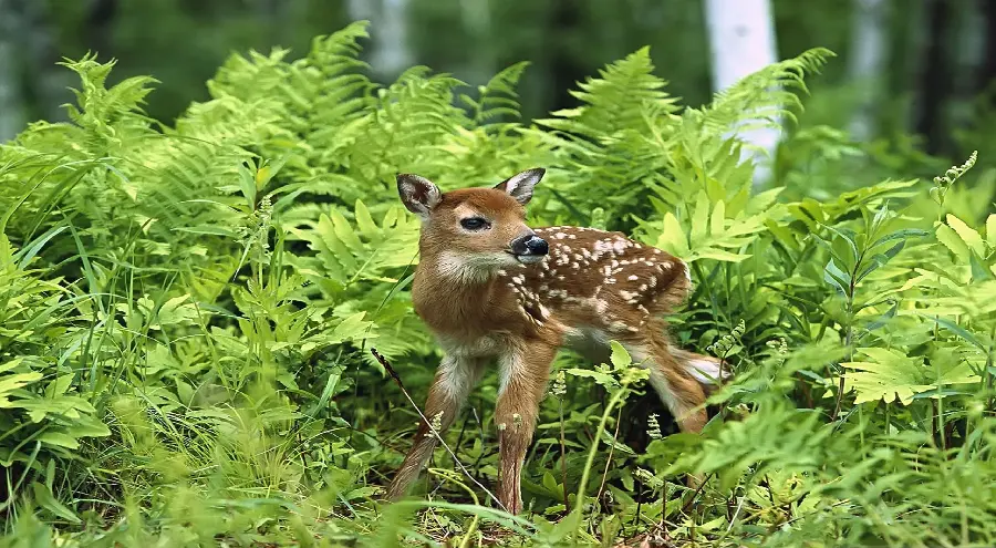 Beautiful and funny deer image in spring for profile