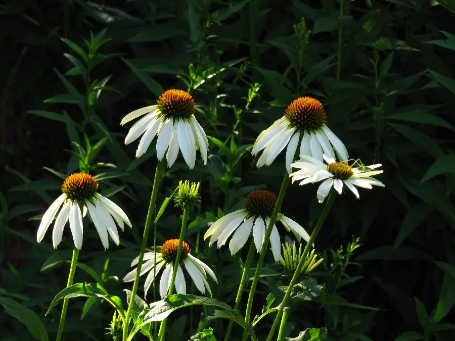 High quality wilted chamomile flower stock photo