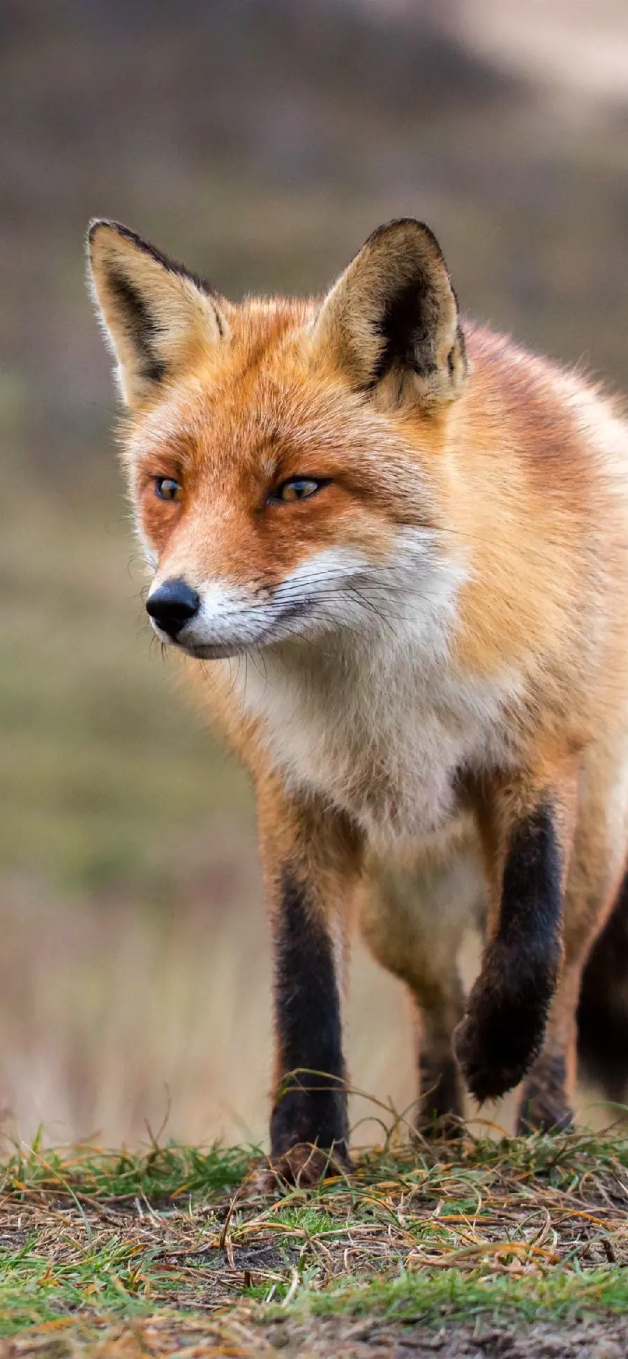 Fox wallpaper for mobile