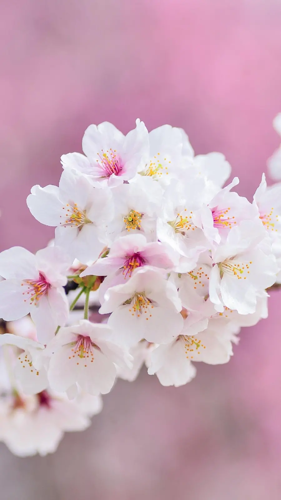 Photo of white spring blossoms