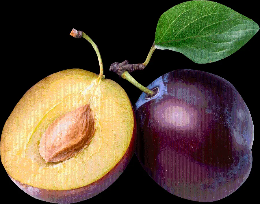 Popular Famous Black Plum Photo For Photoshop