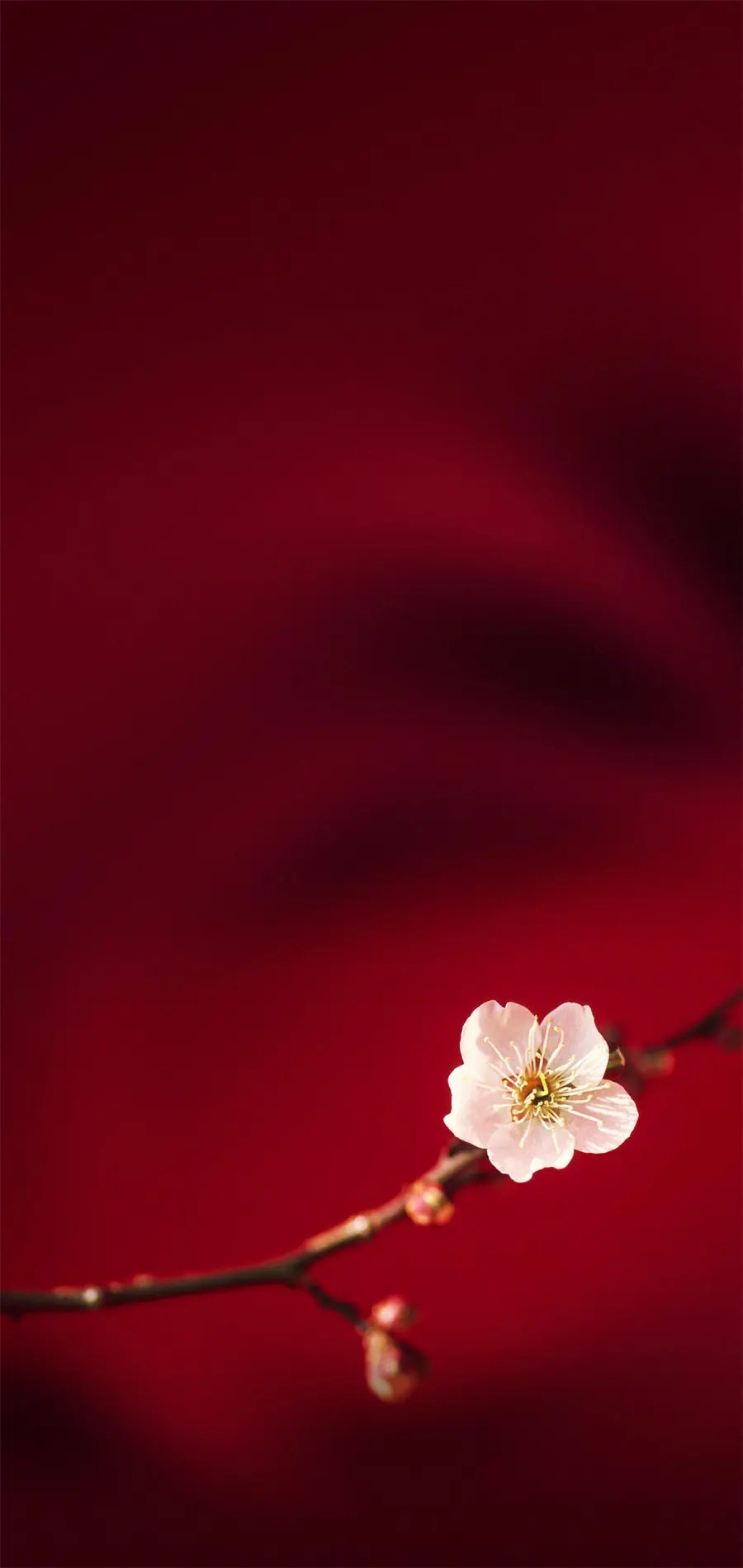 Blossom wallpaper and blossom background for mobile phone