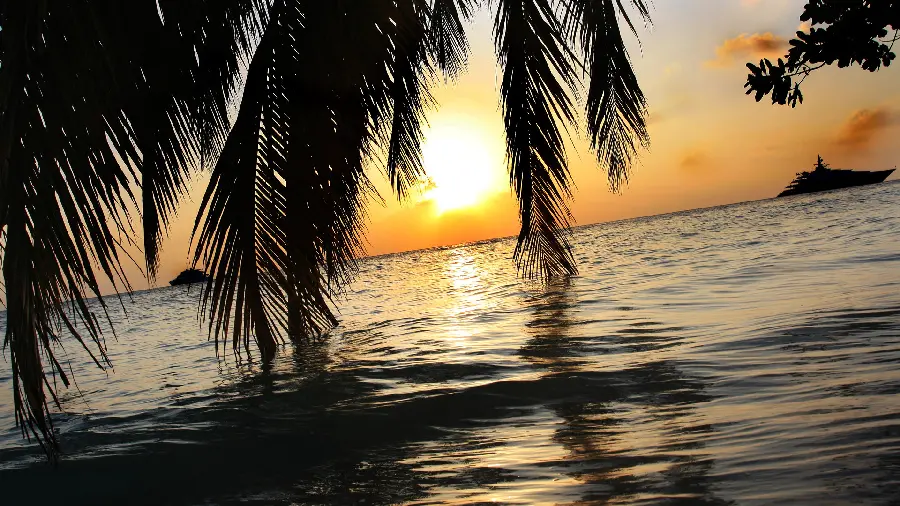 Photo of a beautiful sunset and sea with palm trees next to it