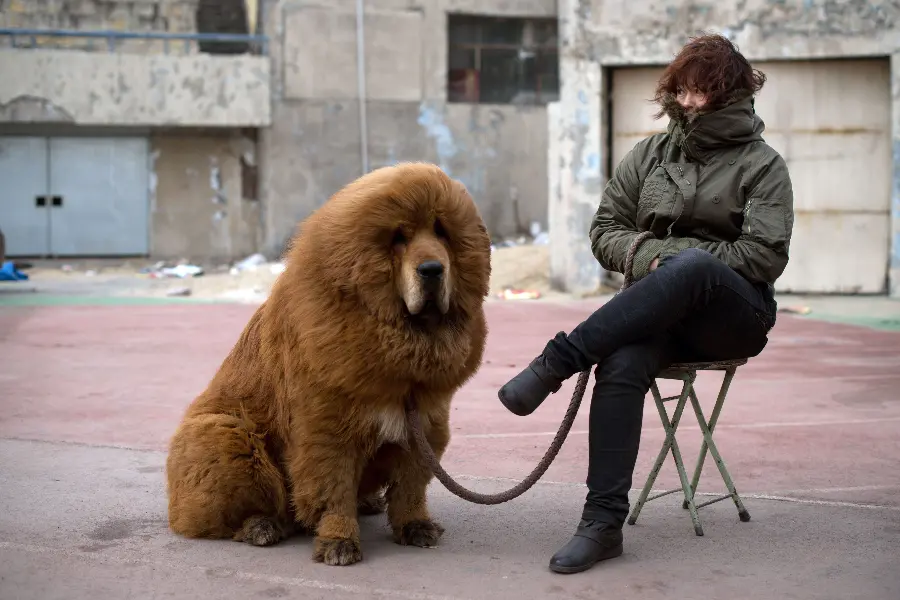 The largest brown furry dog ​​in human size