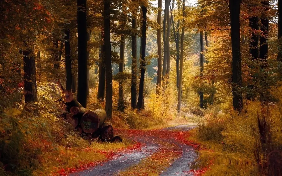 Autumn forest nature masterpiece background for phone samsung