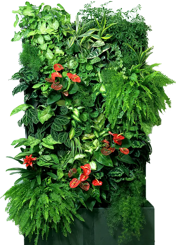 Green Wall PNG Photo for Apartments