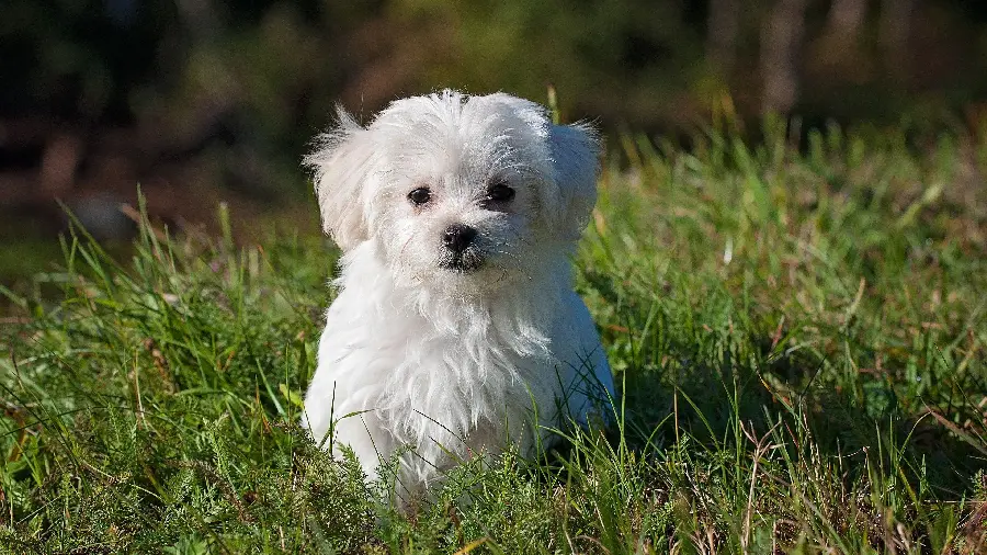 Cute picture of a short white dog with a furry body like a doll