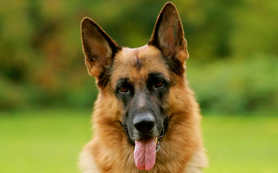 German Shepherd Dog Photo Schoeline West Germany