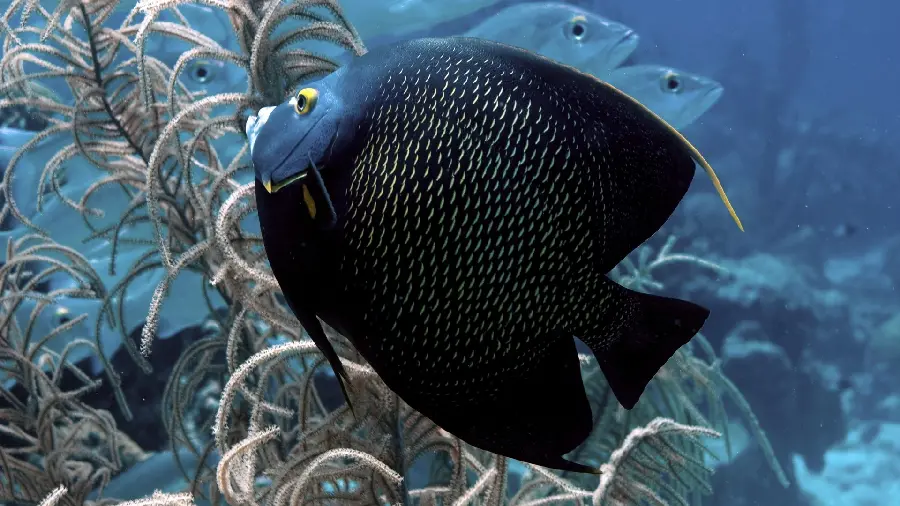 Download beautiful photo of black fish with beautiful fins in the sea