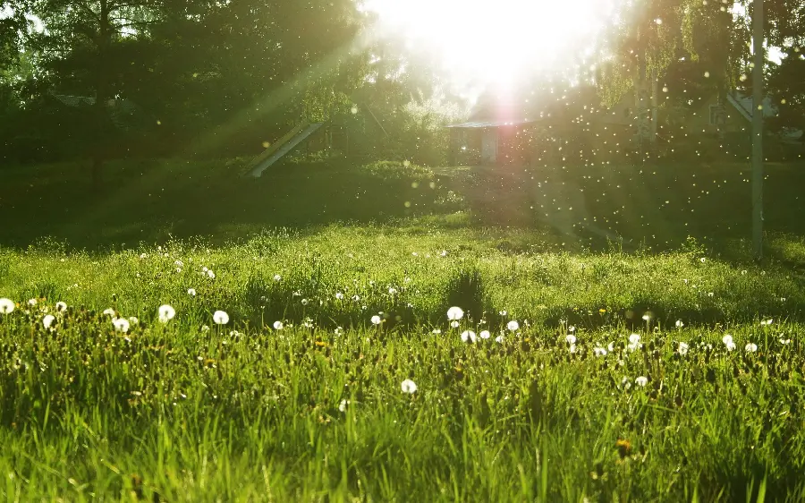 Photo Stock of a lush meadow on a spring morning