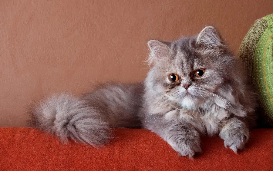 Beautiful Tired Persian Cat Photo for Instagram Post