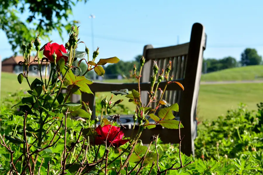 Profile photo of a wooden bench on a beautiful spring morning