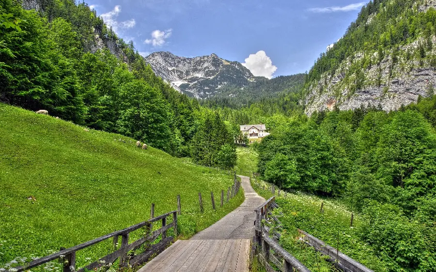 8k profile picture of beautiful green mountain landscape with forest walkway