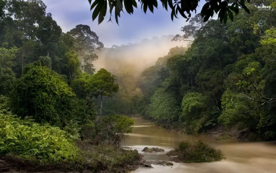 Unique River Background in Green Forest High Quality