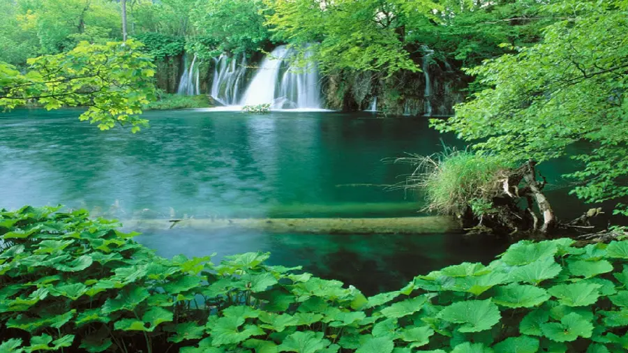 Amazing Profile Photo of Green Leafy Trees Around Clear Waterfall