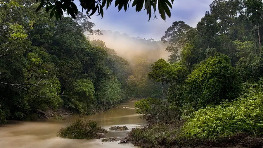 Artistic and pleasant nature background with a river design in the forest