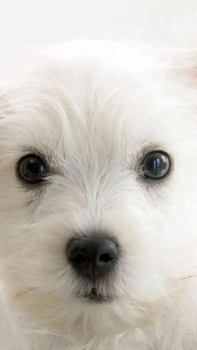 High quality wallpaper of a cute white dog for Instagram post