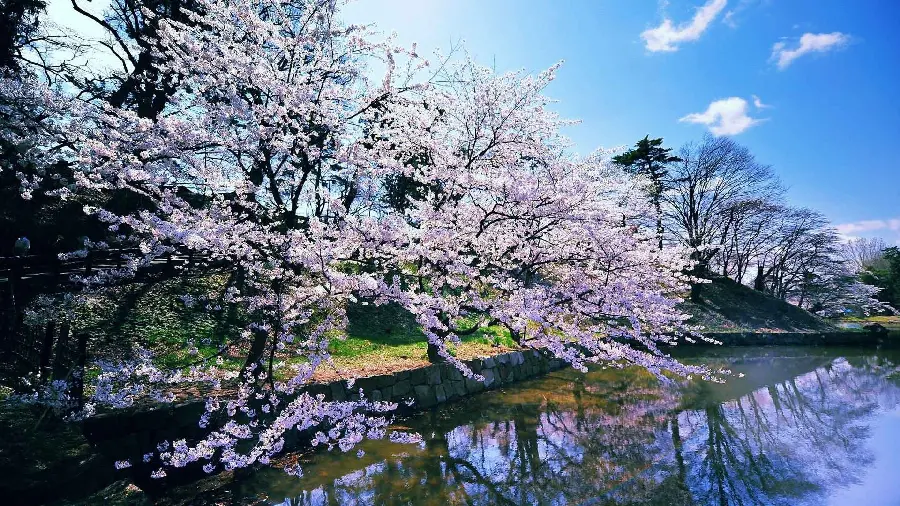 Japanese Spring Blossom Wallpaper