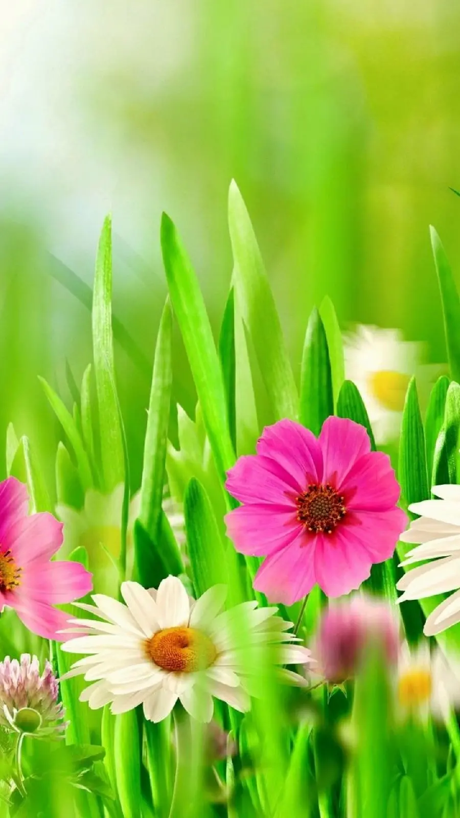 Eye-catching Full HD photo with spring flowers design