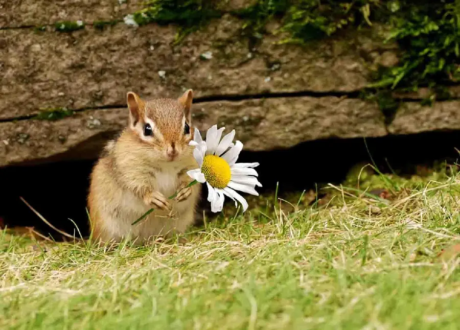 Cute squirrel with chamomile flower wallpaper suitable for desktop