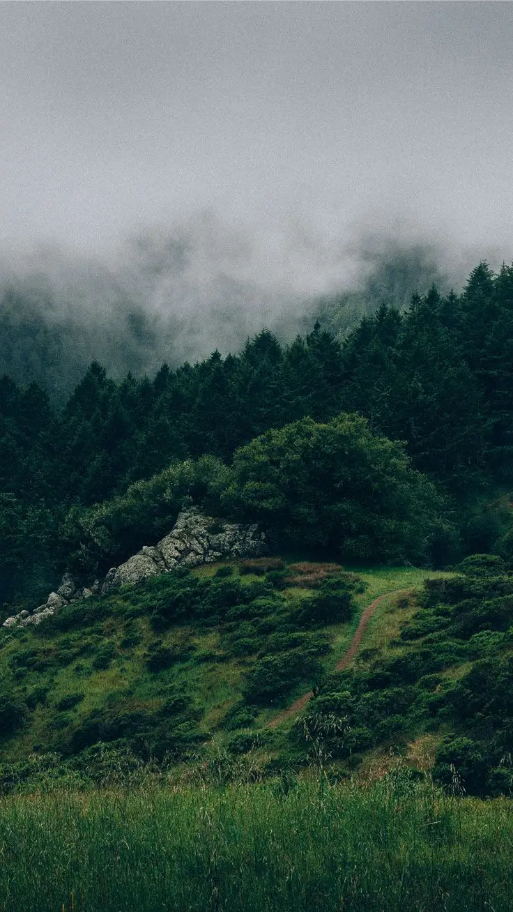 Photo of lush and beautiful nature in Scandinavian countries	