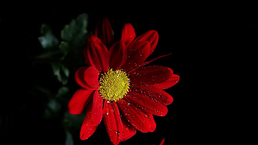 The most beautiful photo of red flowers 2023 with a variety of colors and models and a black background