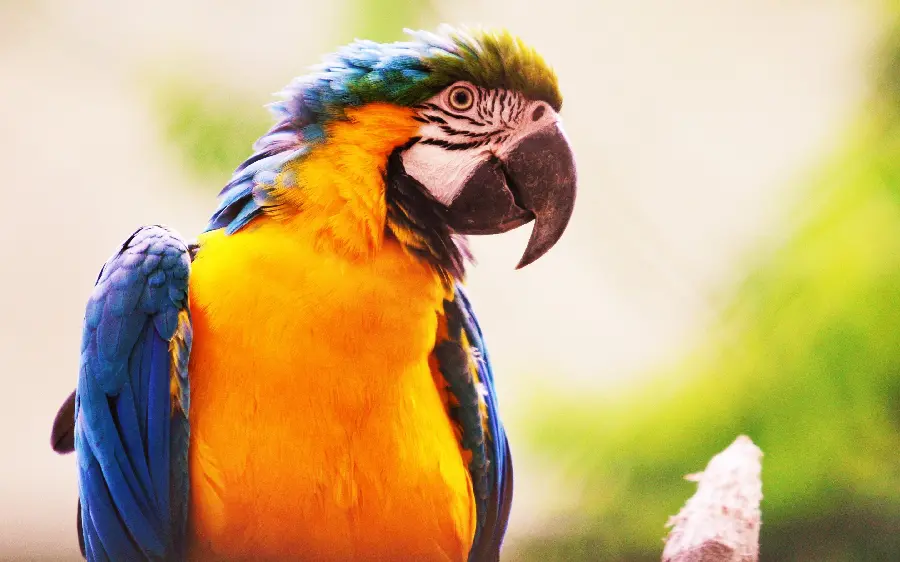 Amazing photo of a beautiful macaw parrot up close for scientific research