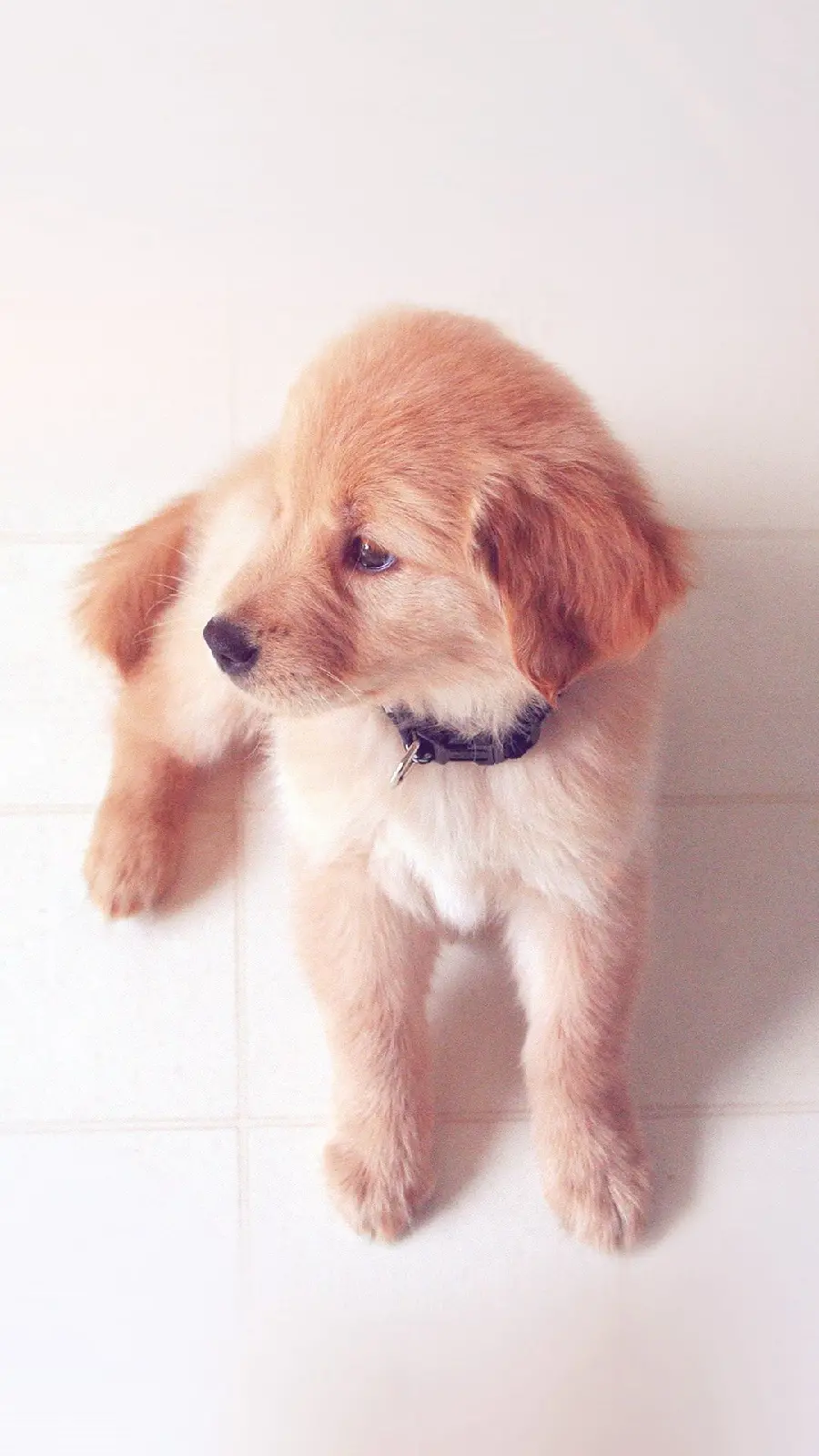 Beautiful and cute puppy in a top view for post
