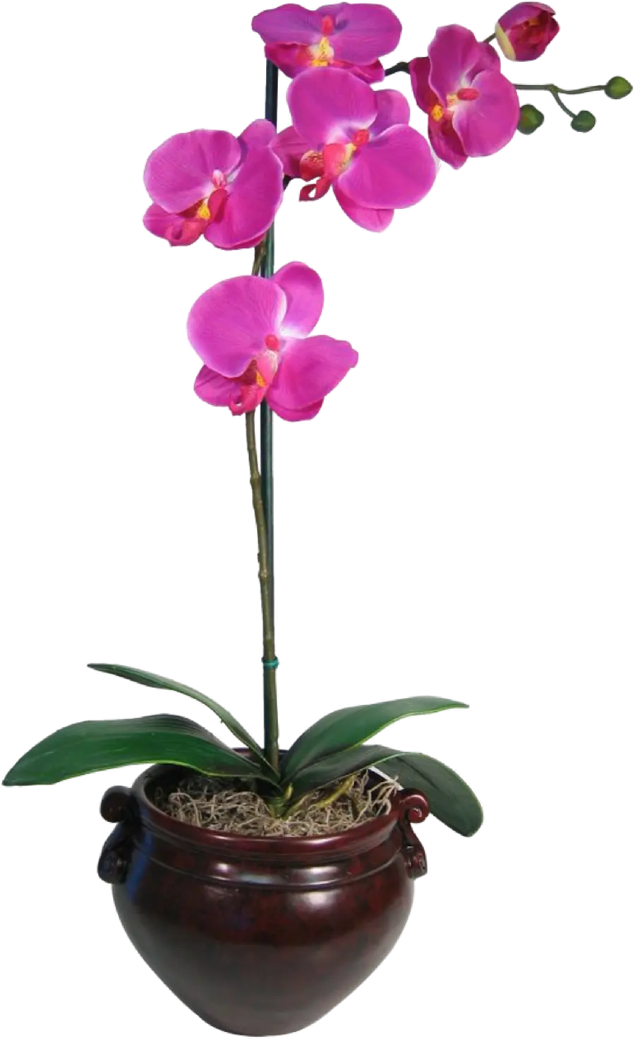 Purple orchid houseplant photo for inshot without background