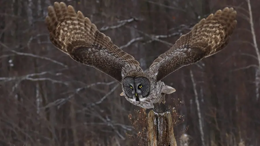Owl Stock Photo Download Owl Quality Photo for Printing