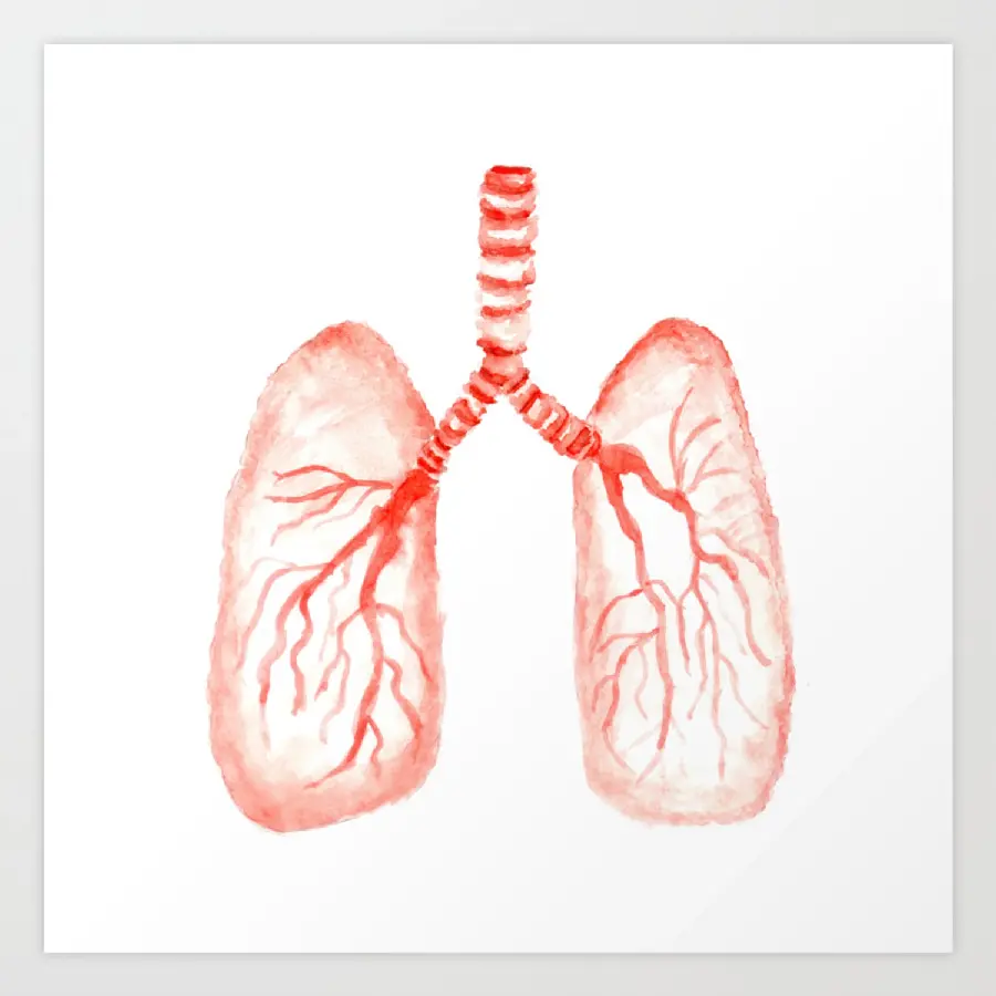 Drawing of human lung