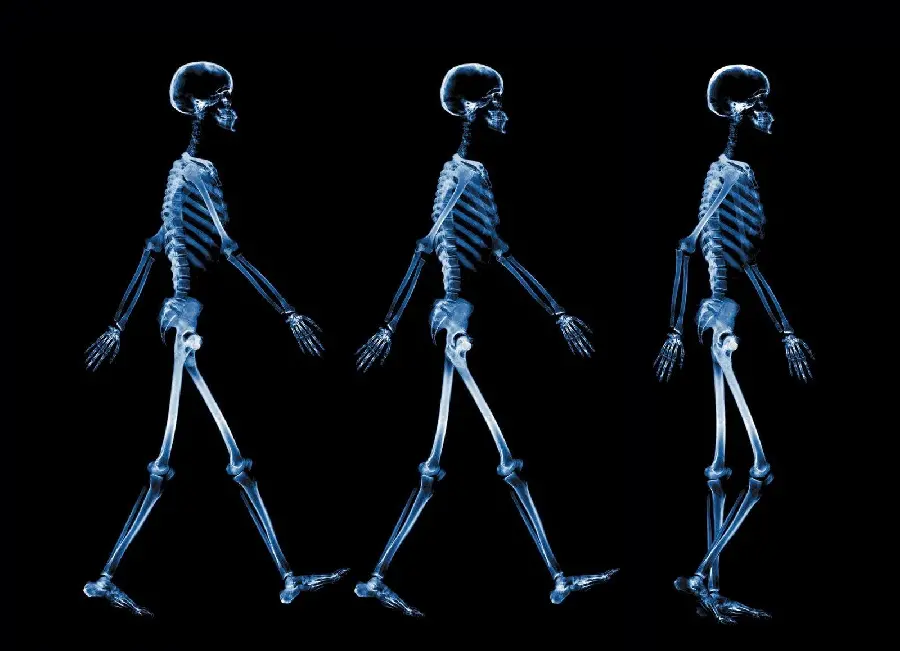 High Quality 3-Part Radiology of a Walking Human for Printing