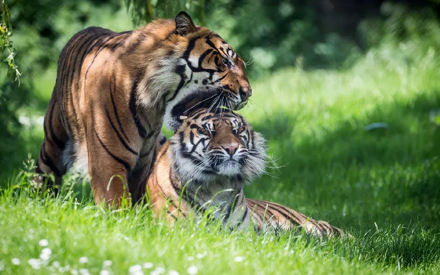 Tiger wallpaper with beautiful design and tiger animal photo for computer wallpaper