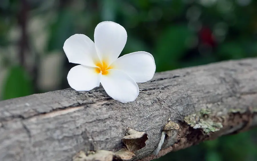 Beautiful Photo of White Plumeria Flower on a Branch of a Tall Tree