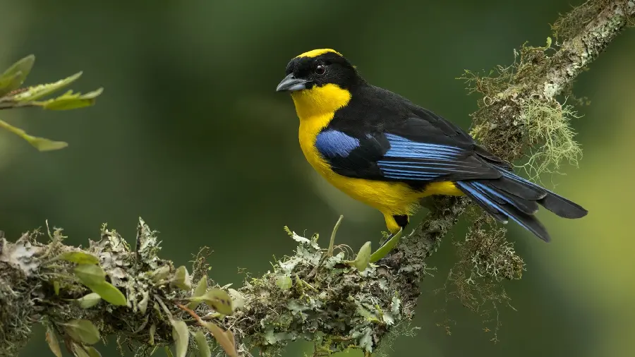 Bird Stock Image and Download Beautiful and Beautiful Bird Quality Photo