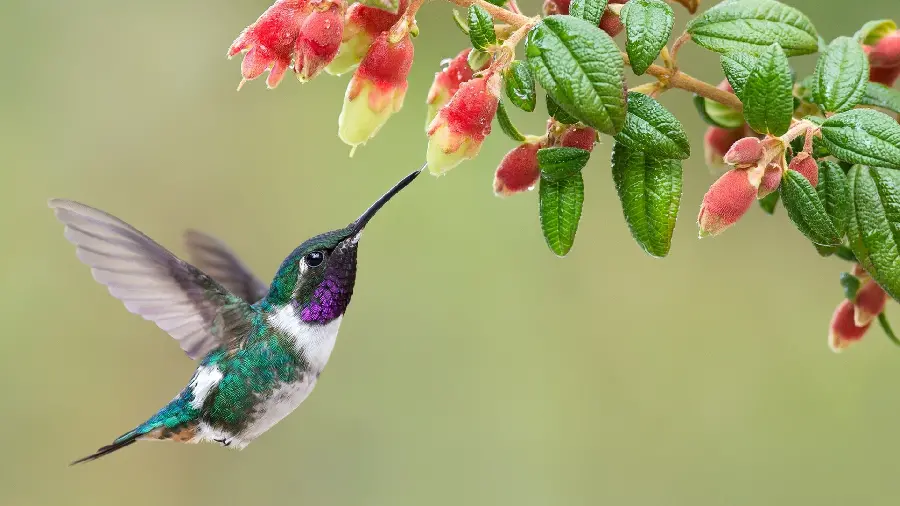 The most famous bird and flower photo for desktop background