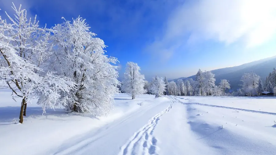  Wallpaper with good quality for printing of road and trees covered with snow