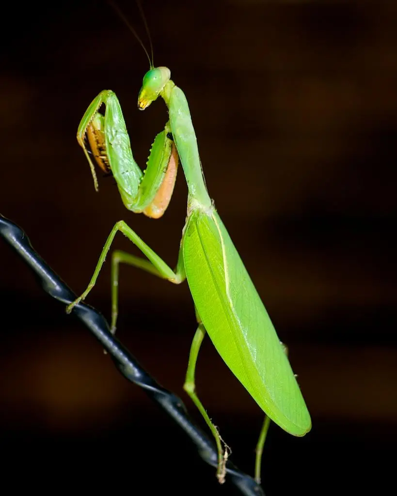 The best photo of the back of a praying mantis insect with a beautiful green body