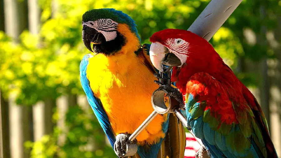Masterpiece poster of two beautiful colorful macaw parrots together in 8K quality