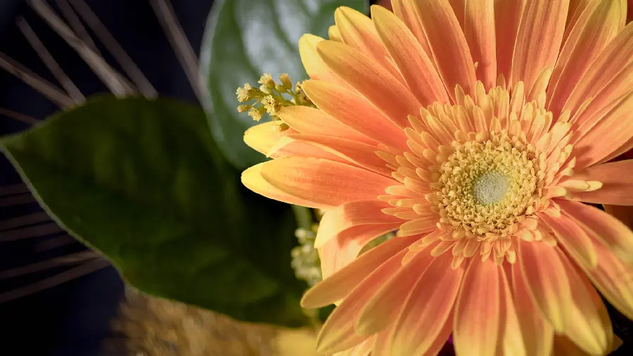 Beautiful flower mobile wallpaper
