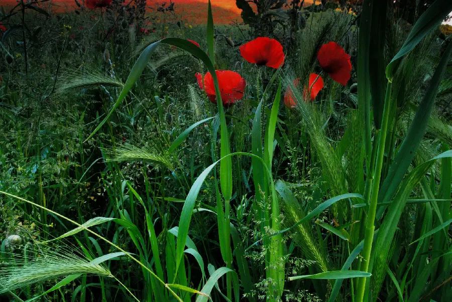Download beautiful photo of pink and red flowers for profile