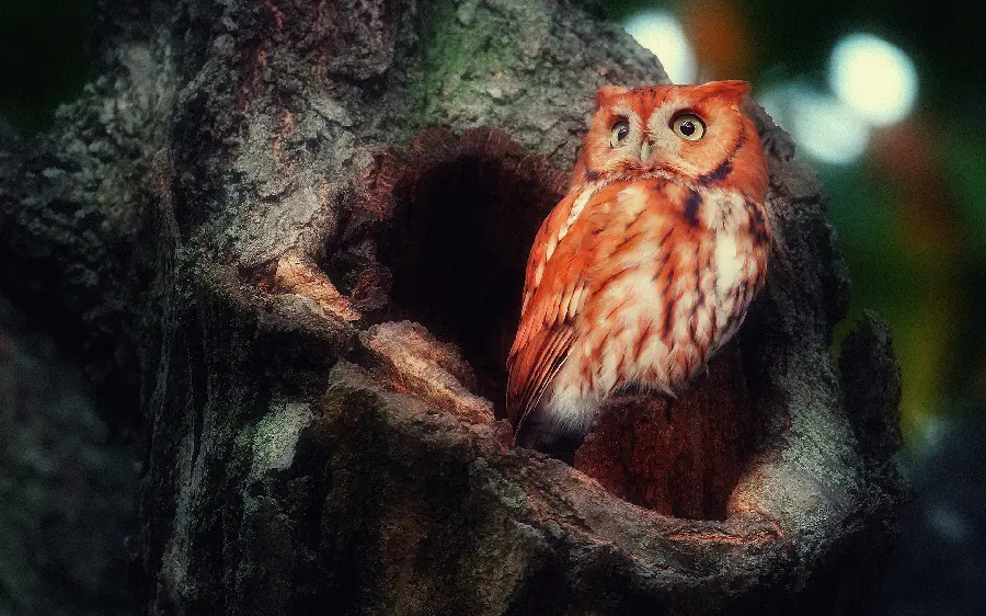 Beautiful and colorful owl photo