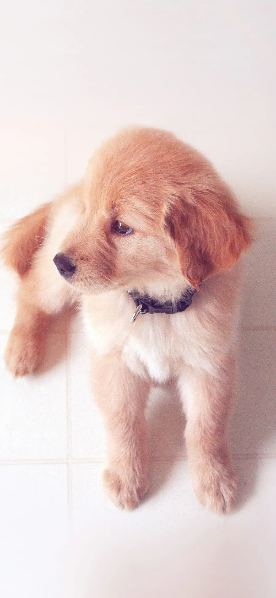 Best Cute Puppy Profile Picture for WhatsApp