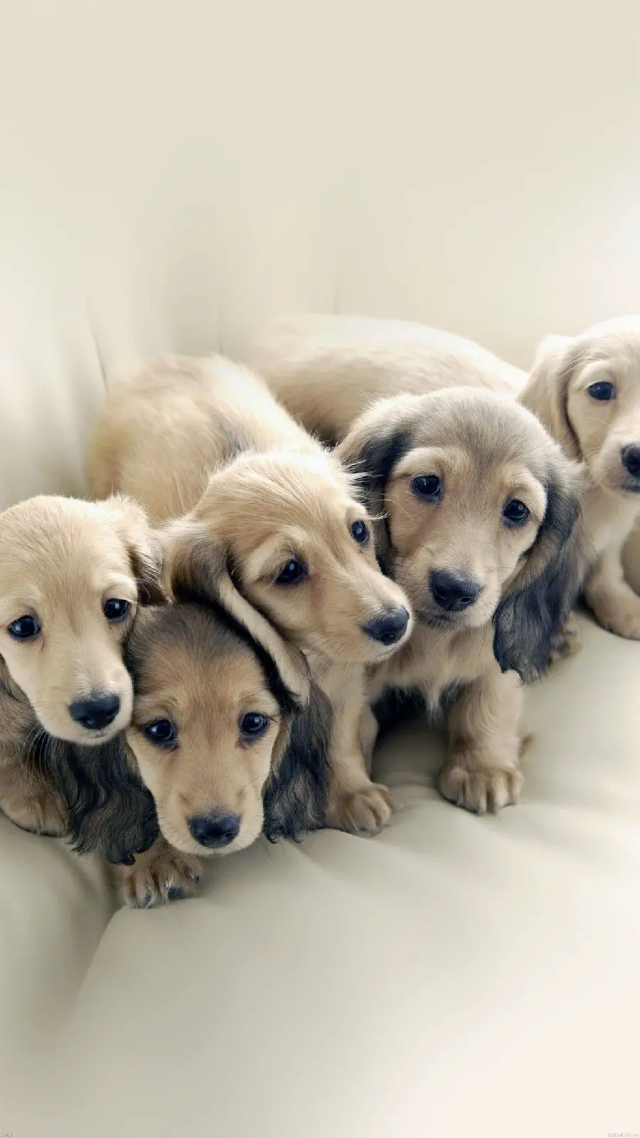 Lovely Profile of Little Dogs Suitable for WhatsApp