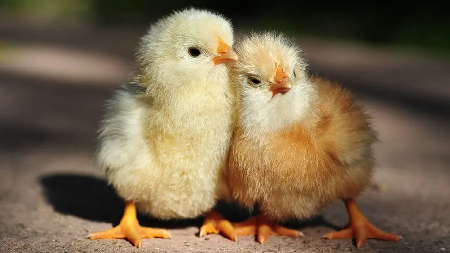 Friend's Profile Photo of Two Beautiful and Mellow Colored Chicks