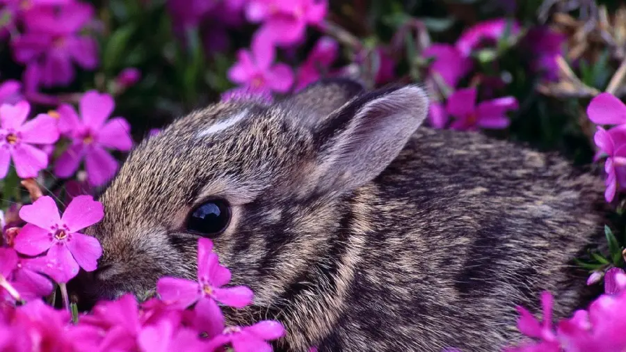 Beautiful gray rabbit image in the middle of a pink flower field