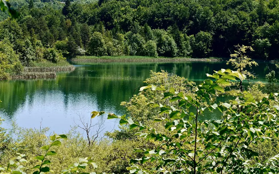 A picture of a dreamy and beautiful lake in the middle of a green forest
